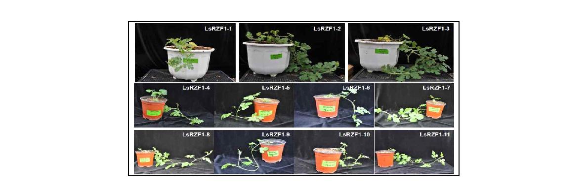 Photograph of eleven independent putative T RZF1-antisense (Lsrzf1)transgenic Gongdae watermelon