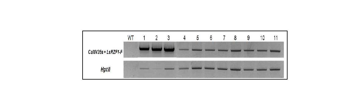 Genomic DNA PCR analysis of transgenic Gongdae watermelon plants usingthe specific primer in watermelon RZF1-antisense gene(Lsrzf1).