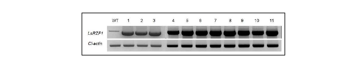 A semi-quantitative RT-PCR profile measuring the expression ofRZF1-antisense gene(Lsrzf1) in transgenic Gongdae watermelon and actin gene as a internal control.