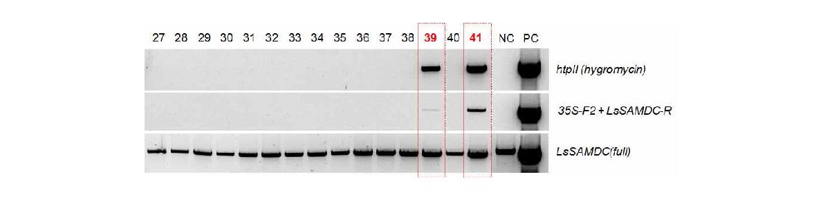 Genomic DNA analysis of transgenic Gongdae watermelon plants using thespecific primer in watermelon SAMDC(LsSAMDC). NC, wild type (non-transgenic plant); PC, LsSAMDC plasmid DNA; 2 lane 27∼41 : putative LsSAMDC transgenic plants.