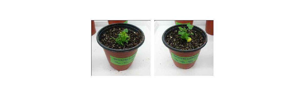 Photograph of eleven independent putative T0 LsSAMDC transgenic Gongdaewatermelon.