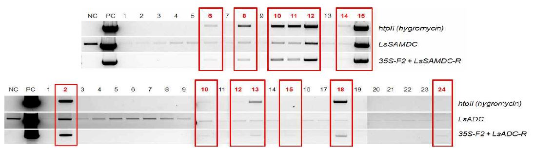 LsSAMDC와 LsADC 유전자가 삽입된 참박 형질전환체의 gDNA-PCR 수행결과