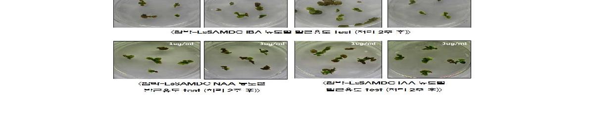 참박-LsSAMDC 유전자 도입 형질전환체의 IBA, NAA 및 IAA 호르몬 처리에 따른 식물체 변화