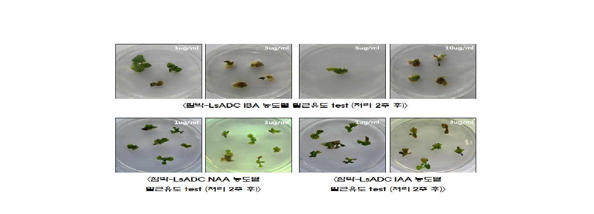 참박-LsADC 유전자 도입 형질전환체의 IBA, NAA 및 IAA 호르몬 처리에 따른 식물체 변화.