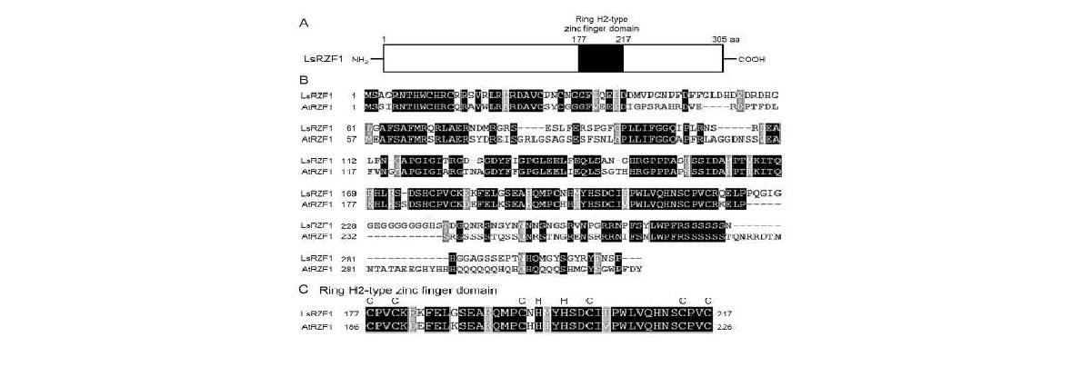 참박 LsRZF1과 애기장대 AtRZF1 상동유전자들의 연관 관계도.