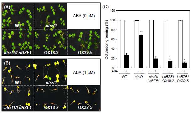 LsRZF1 형질전환체들로부터 ABA에 대한 내성 분석.