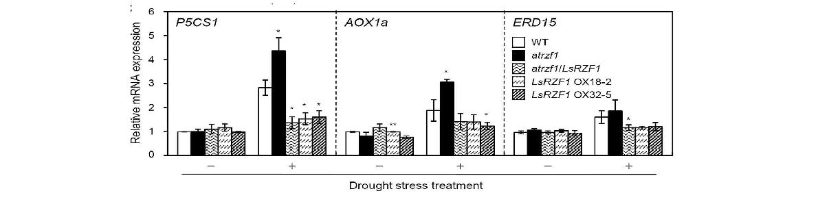 건조스트레스 처리 후, 스트레스 관련 P5CS1, AOX1a 및 ERD15 유전자들의 전사 발현량 분석