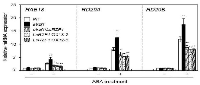 ABA 처리 후, ABA 유도 증가 관련 RAB18, RD29A 및 RD29B 유전자들의 전사 발현량 분석
