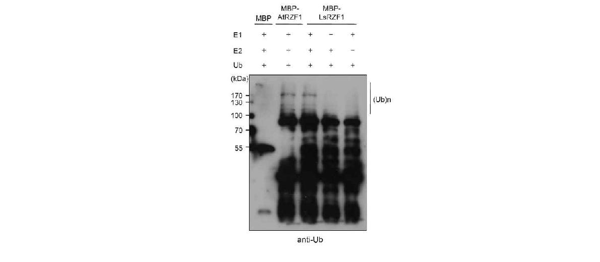 LsRZF1 단백질의 auto-ubiquitination assay.