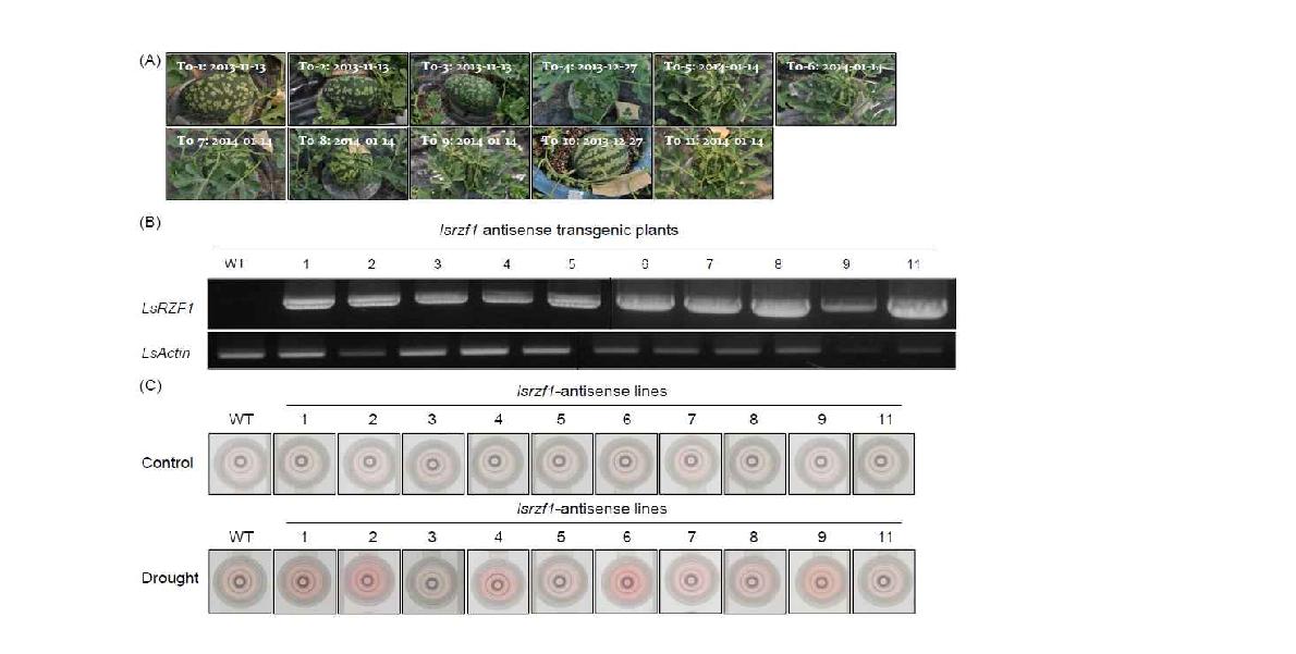 LsRZF1 유전자 도입 공대수박 대목 형질전환체 검정.