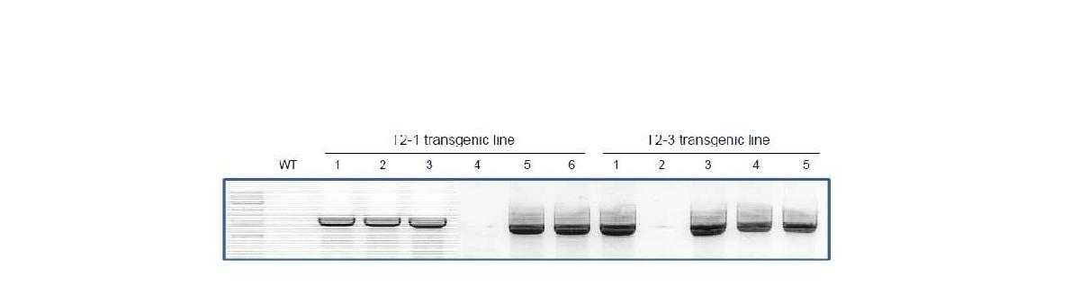 LsRZF1 유전자 도입 T2 세대 형질전환체 검정