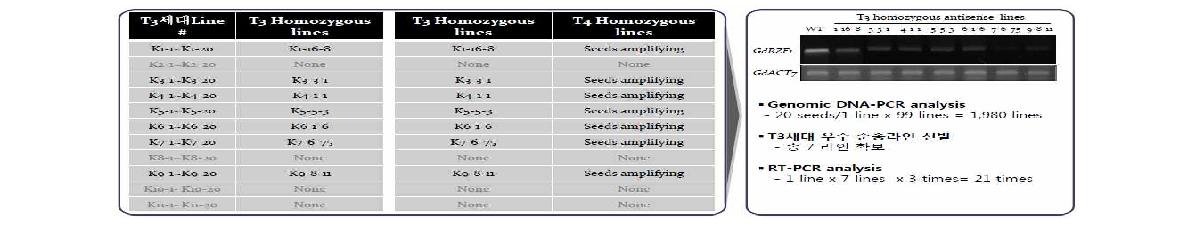 11종의 T3세대 LsRZF1 공대수박 형질전환체들로부터 genomic DNA-PCR을 통해 총 7종의 우수 순종 라인들을 선발하였음