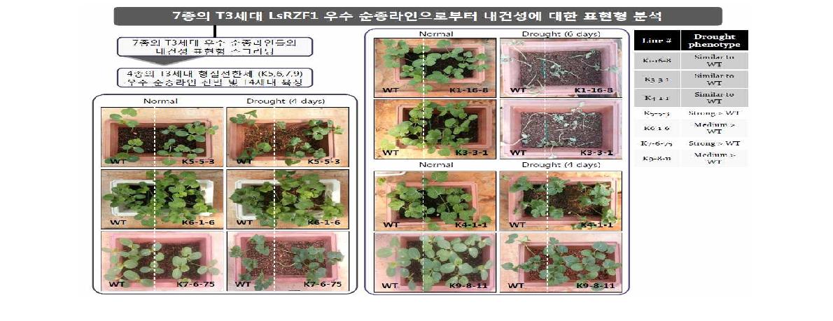 7종의 T3세대 LsRZF1 우수 순종라인으로부터 내건성에 대한 표현형 분석.