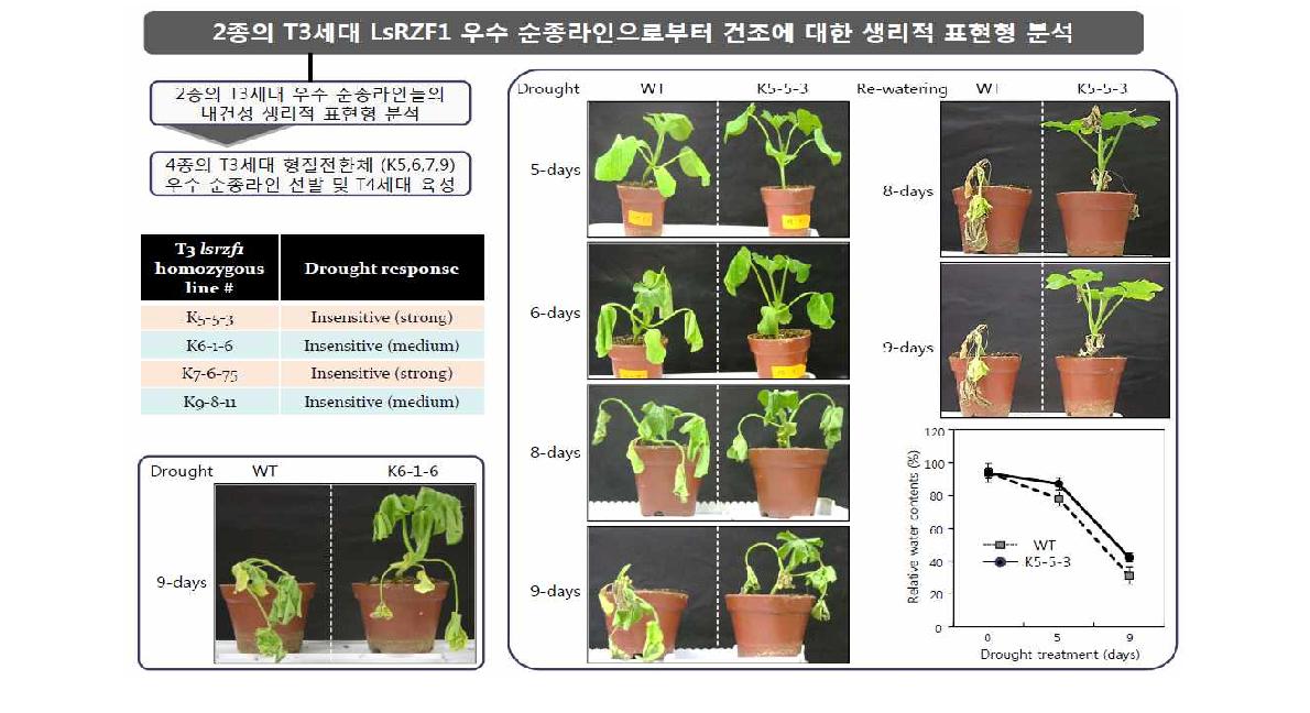 2종의 T3세대 LsRZF1 우수 순종라인으로부터 내건성에 대한 표현형 분석.