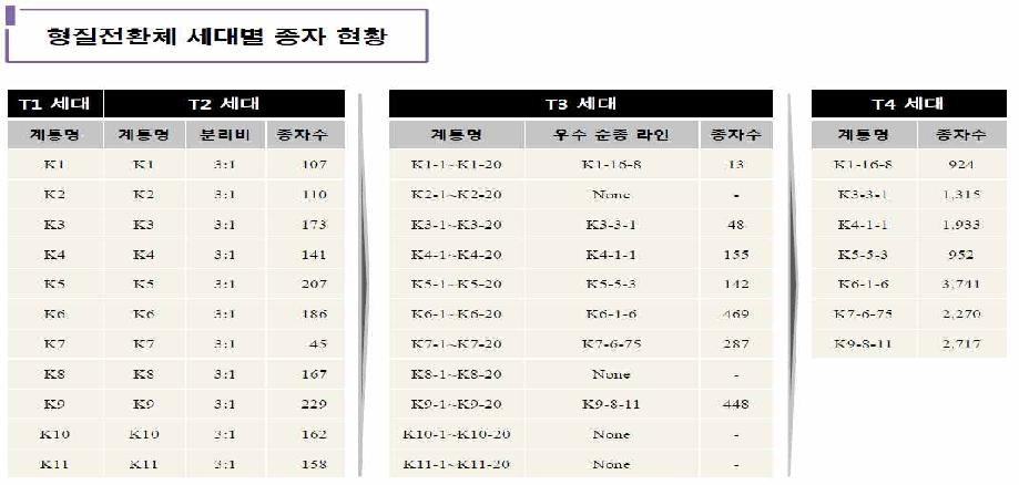 형질전환 세대별 종자 현황