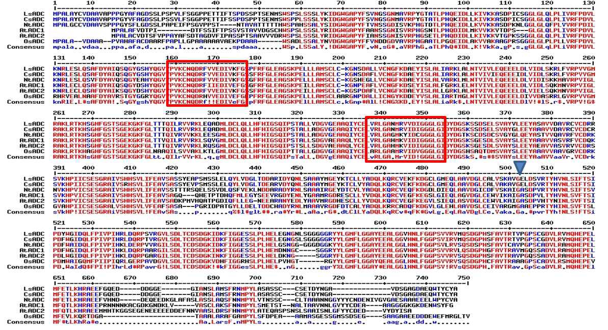 클로닝된 LsADC의 pyridoxal phosphate attachment site (motif 1과 motif 2: 빨간상자로 표시)와 ADC 단백질이 가공되는 과정에서 잘려나가는 부위 (파란색 삼각형으로 표시)와 ADC 단백질이 가공되는 과정에서 잘려나가는 부위 (파란색 삼각형으로 표시) 모습 및 다른 식물의 ADC와의 상동성 분석 결과.