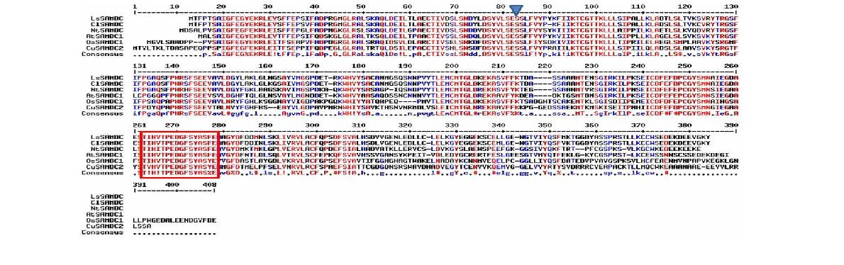 클로닝된 LsSAMDC의 proenzyme cleavage site (파란색 삼각형으로 표시)와 단백질의 분해와 관련되어 있는 PEST domain (빨간 상자로 표시) 모습 및 다른 식물의 SAMDC와의 상동성 분석 결과.