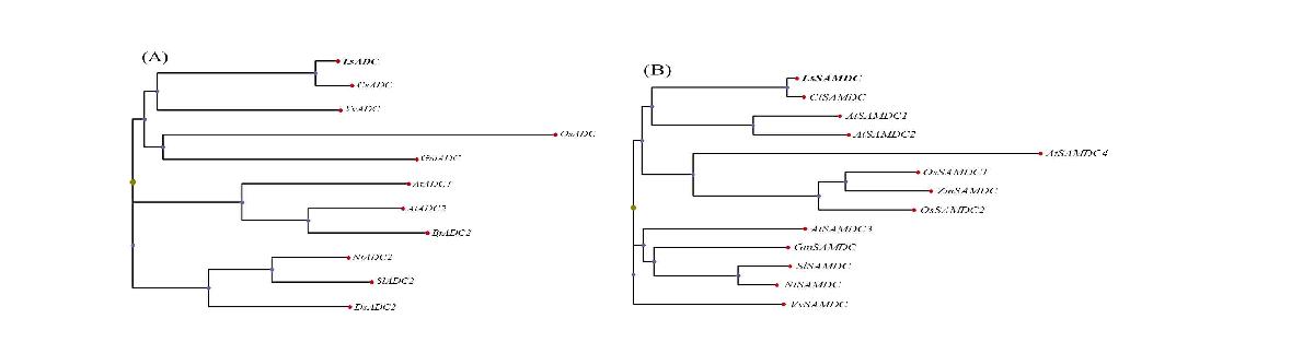 LsADC (A)와 LsSAMDC (B)의 phylogenetic tree 결과.