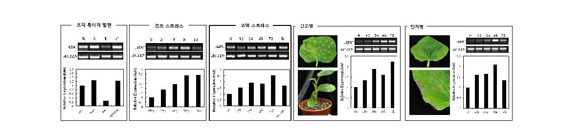 LsADC 유전자의 조직특이적 발현 양상 결과 및 건조, 고염 스트레스와 같은 비생물학적 스트레스 뿐만아니라 만고병 및 탄저병과 같은 생물학적 스트레스에도 반응하여 유도 발현되는 결과.