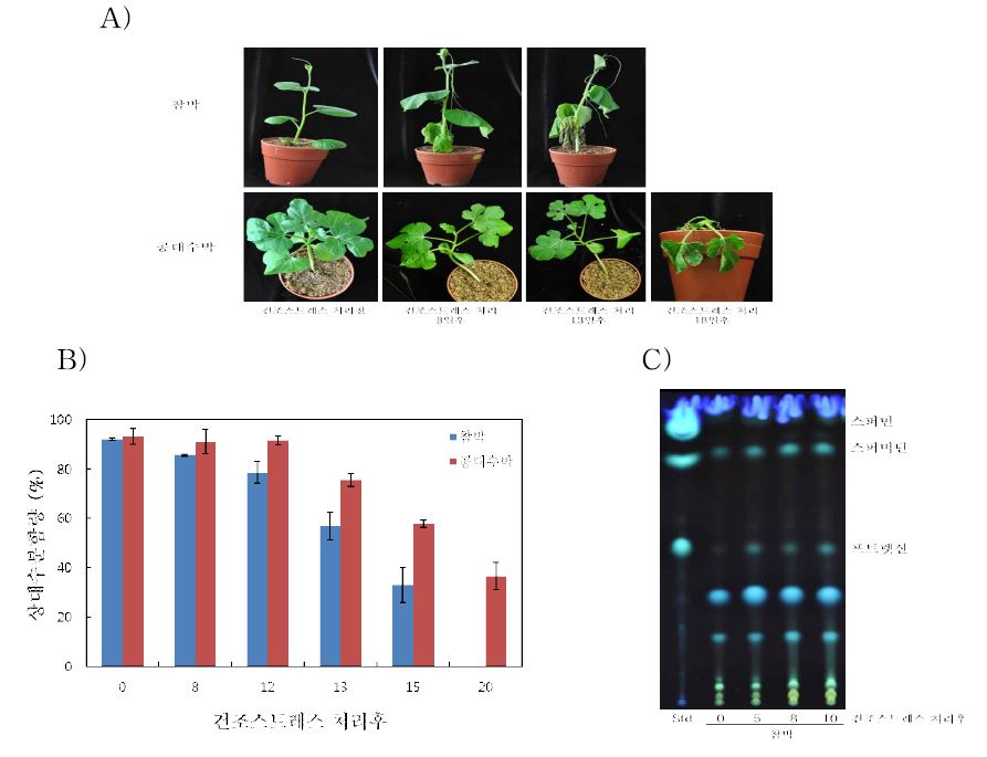 수박 대목으로 이용되고 있는 참박과 공대수박에 건조스트레스를 처리한 후 표현형을 확인 한 결과 (A)와 상대수분함량을 측정한 결과 (B) 및 폴리아민을 TLC로 추출한 결과 (C)