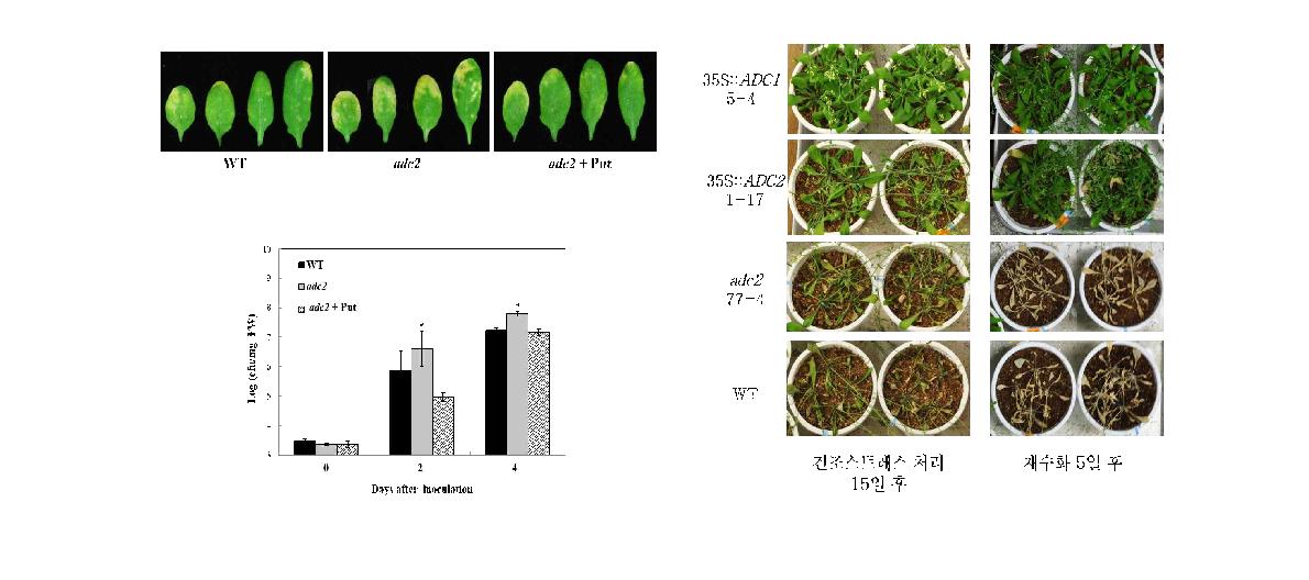 애기장대에서 ADC의 knock-out 돌연변이체와 ADC 과다발현체를 이용해 병원균에 대한 저항성 (A) 및 건조 내성 (B)에 대한 기능 분석을 수행한 결과