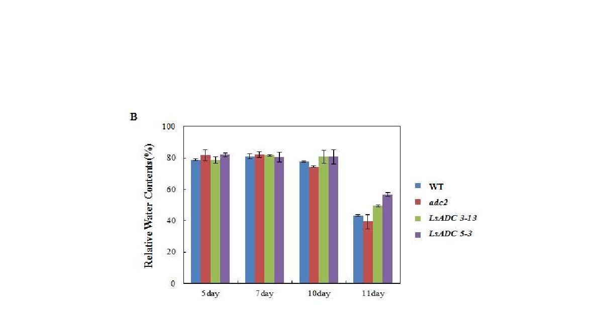 건조 스트레스 조건에서 col-0와 LsADC 형질전환체의 반응과 푸트렛신 함량 비교.
