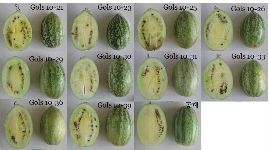 GolS10 계통의 과일 형태적 특성