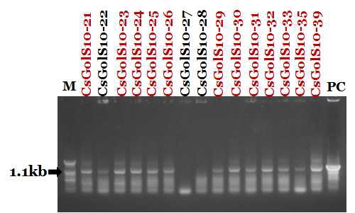 GolS10 계통의 유전자 삽입 확인