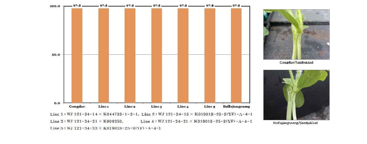 Pep J1-1 유전자가 도입된 형질전환 F 계통의 접목 후 생존율(2013. 2.26 파종, 3.13 접목, 3.21 조사)