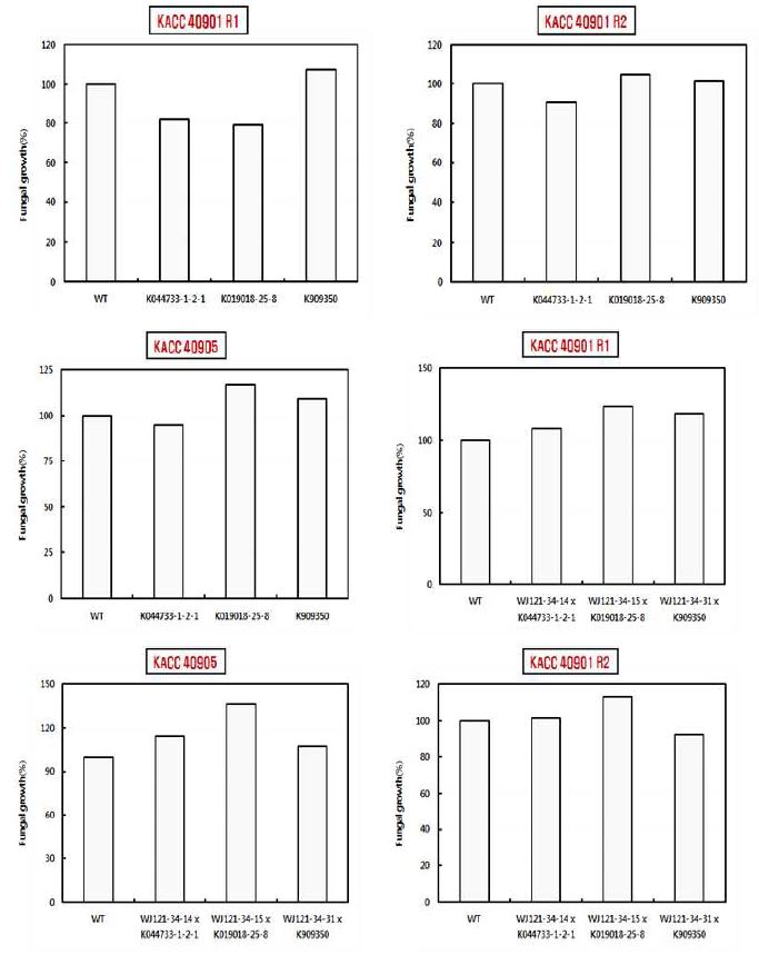 교배친 및 Pep J1-1 유전자가 도입된 형질전환체와 교배한 F 계통 추출물의 균사생육 억제효과