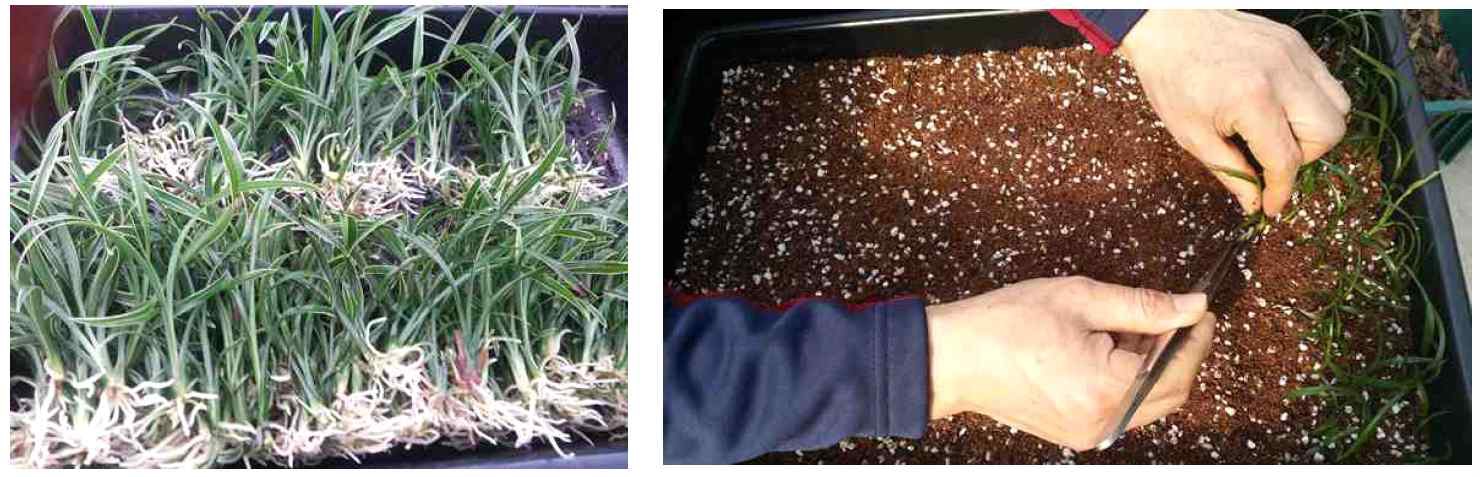 조직 배양묘의 대량 밀식 재배용 육묘 상자 이식 과정