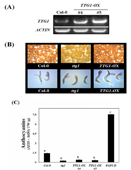 AtTTG1의 과발현체 제작과 안토시아닌 함량 분석