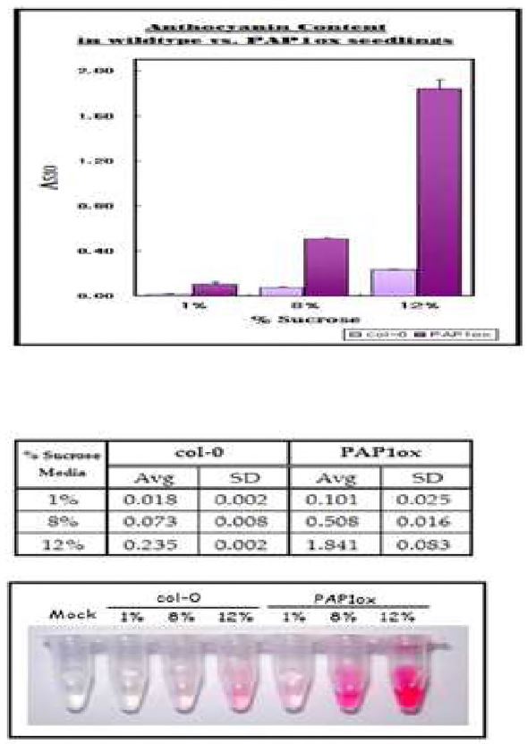 PAP1ox 개체에서의 수크로스 처리시 안토시아닌 함량 변화 분석