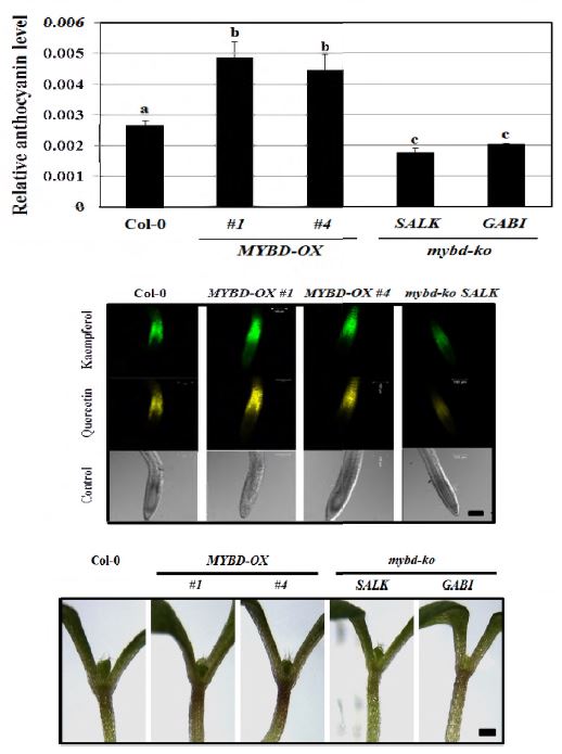 AtMybD 과발현체 및 atm ybd 돌연변이의 하이포코틸에서의 안토시아닌 축적