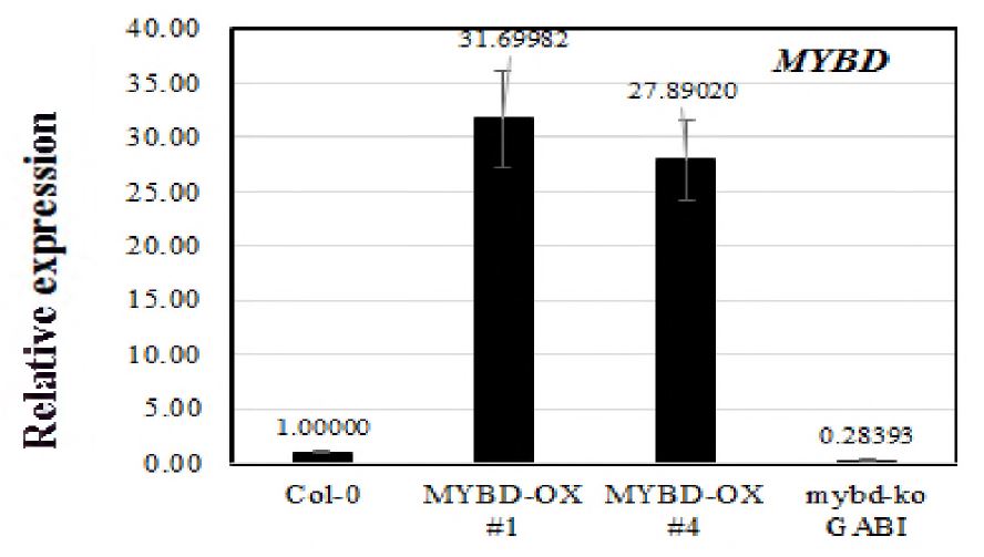 AtMybD 과발현체에서의 플라보노이드 합성 관련 유전자 발현 분석