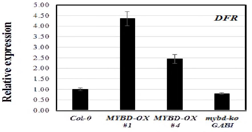AtMybD 과발현체에서의 플라보노이드 합성 관련 유전자 발현 분석