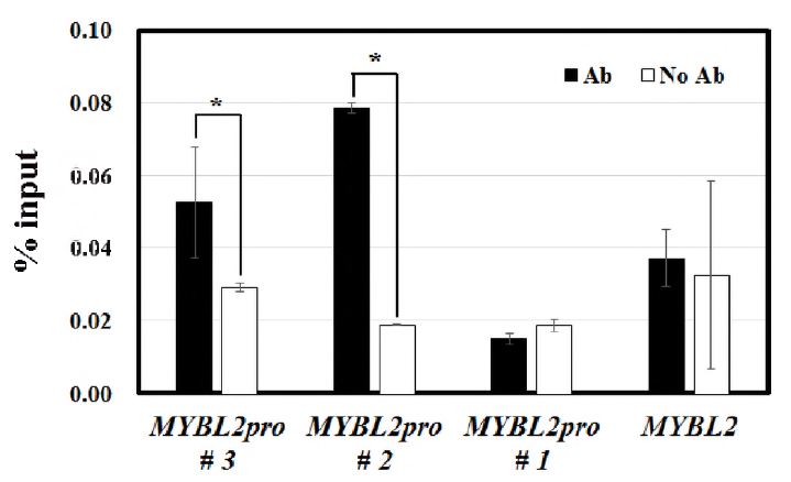 AtMybD 단백질의 MybL2 promoter 결합 분석 에세이 (CHIP assay)