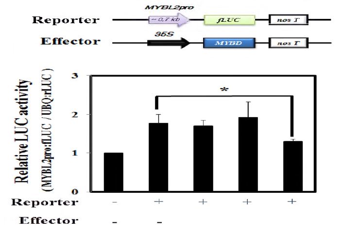 AtMybD 단백질의 MybL2 promoter 활성 억제 에세이 (protoplast assay)