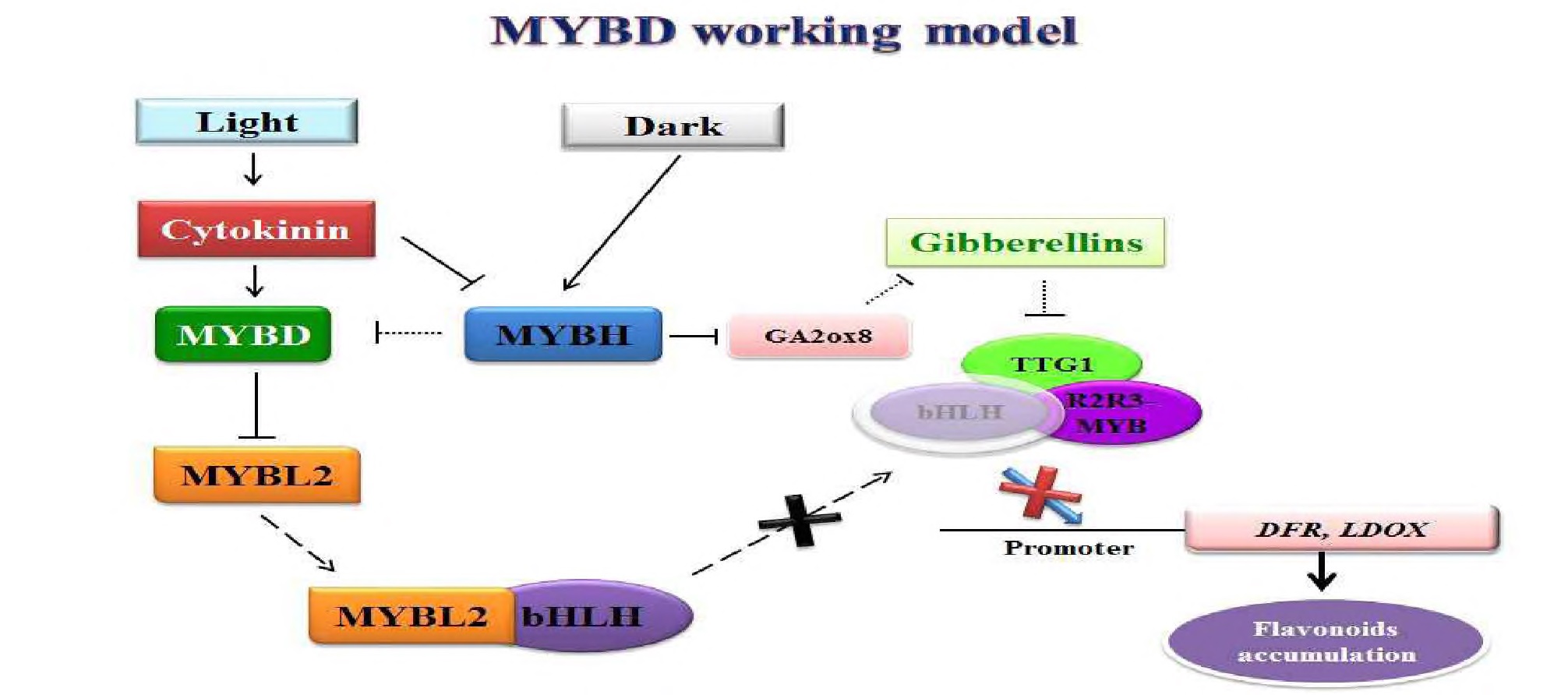 AtMybD 단백질의 식물 플라보노이드 합성 조절작용 기전 모델