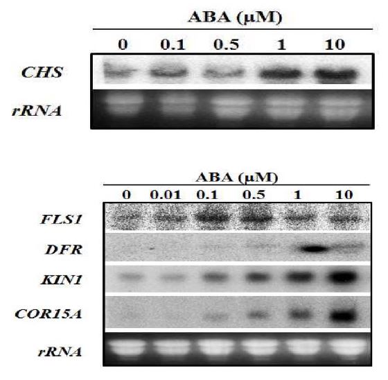플라보노이드 합성 유전자, FLS1，DFR , CHS의 ABA 반응성 분석
