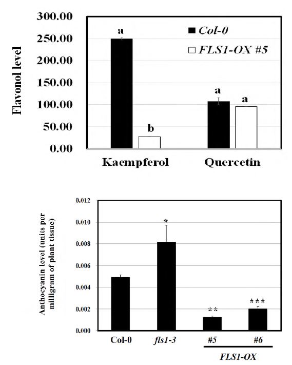FLS1 과다발현 개체에서의 안토시나인 함량과 플라보놀 함량 분석