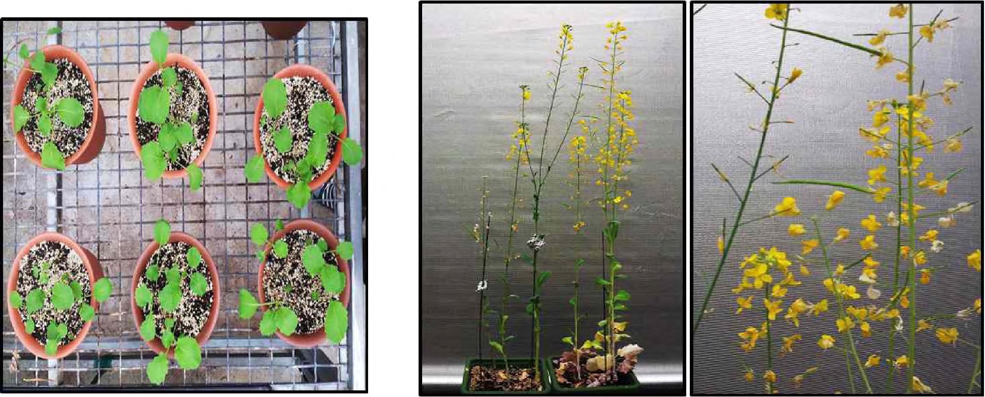 유채 형질전환체의 온실재배 사진