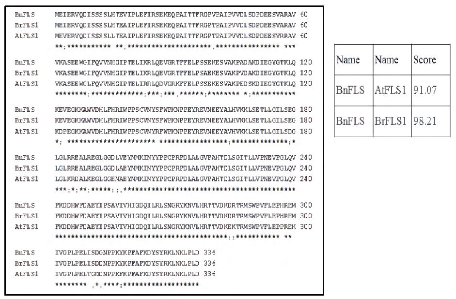 유채 유전자 B nFLS l의 클로닝과 아미노산 서열 분석