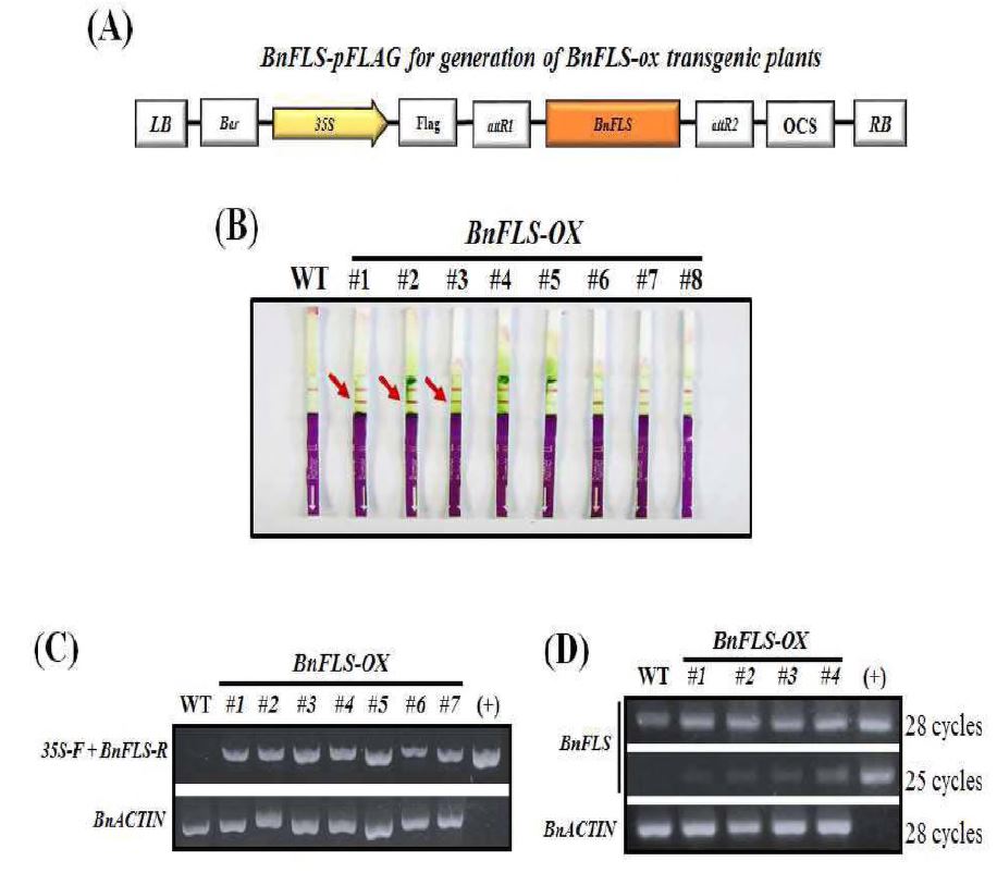 유채 유전자 BnFLS l의 확보와 BnFLSl 유전자 과발현 라인 분석
