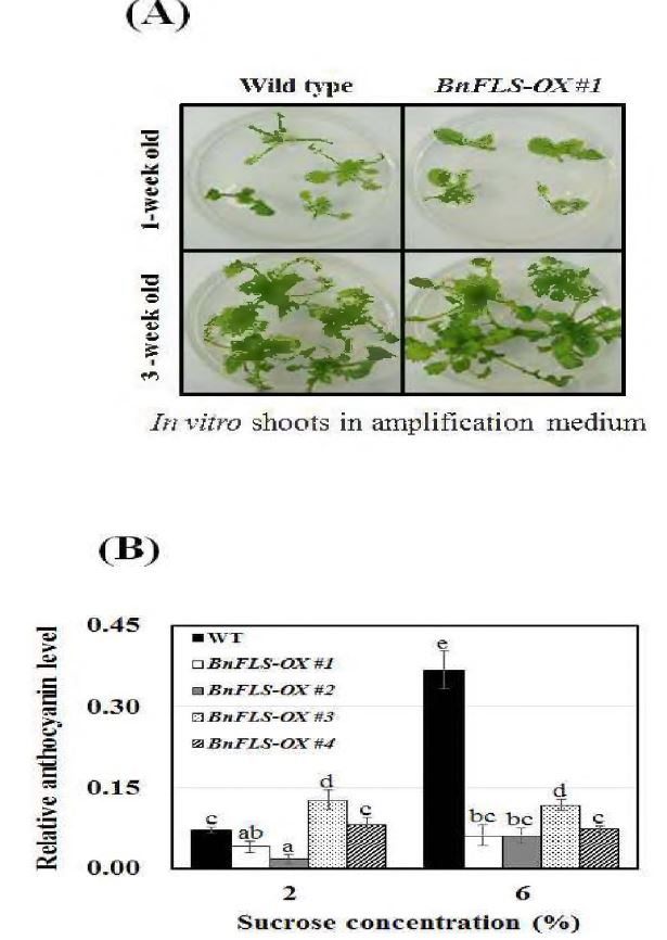 유채 BnFLSl 형질전환체의 생장 및 안토시아닌 함량 분석