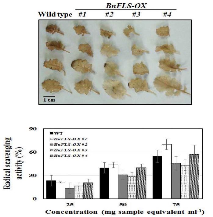 유채 BnFLSl 형질전환체의 항산화능 조사