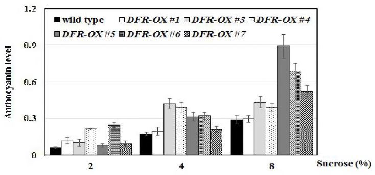AtDFR 유채 형질전환체의 수크로스 처리에 따른 안토시아닌 함량 분석