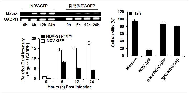 한방생약소재 황백의 항 Newcastle Disease virus 효능 검증 (면역세포)