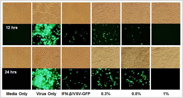 한방생약소재 황백의 항 Vesicular Stomatitis virus 효능 검증 (상피세포)