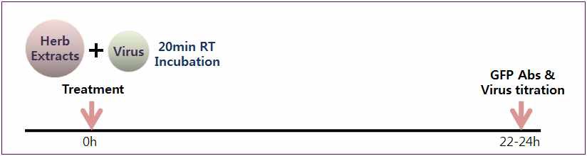 한방생약소재 황백의 virocidal 효능검증 방법